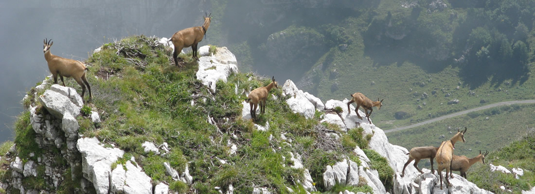 faune, flore des lapes